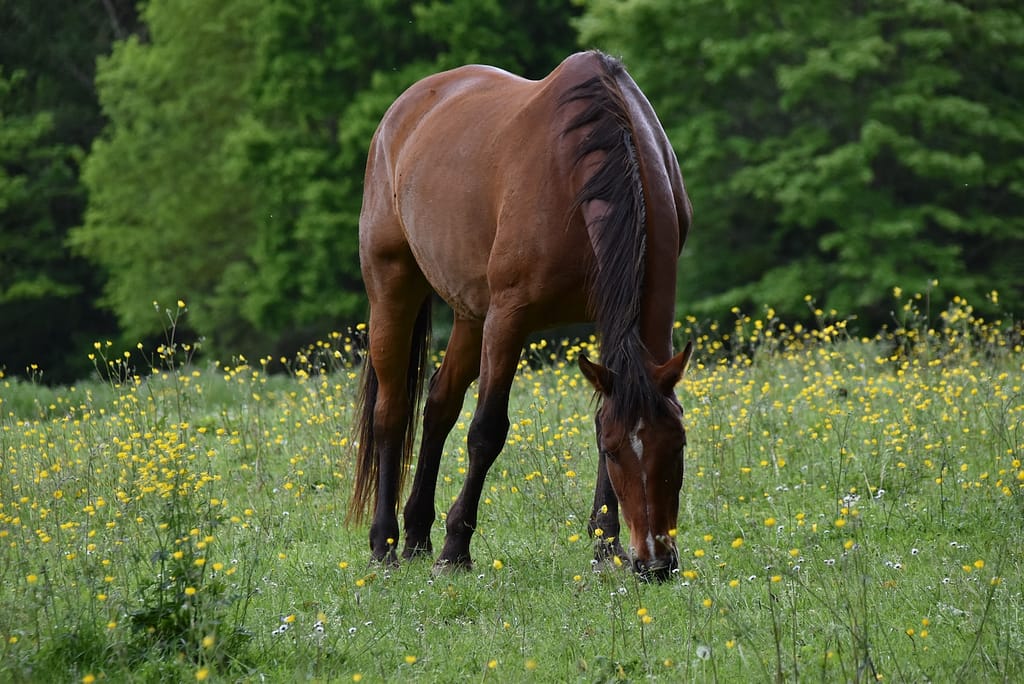 brown horse on green grass field during daytime