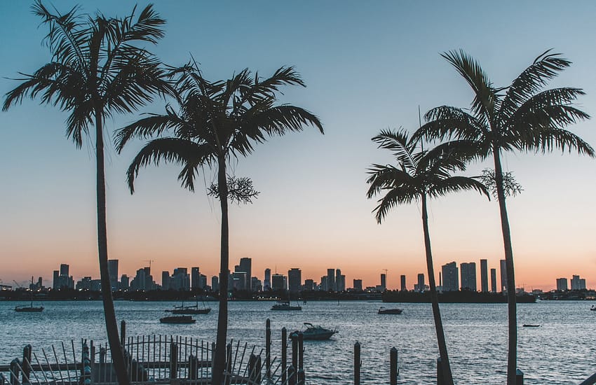 silhouette of palm trees near body of water during sunset