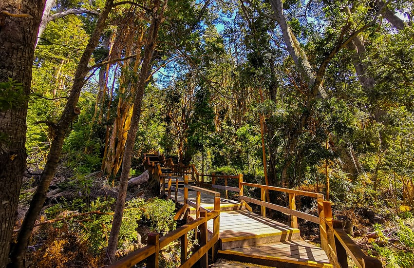 a wooden bridge in the middle of a forest