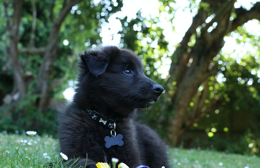 short-coated black dog lying on grass